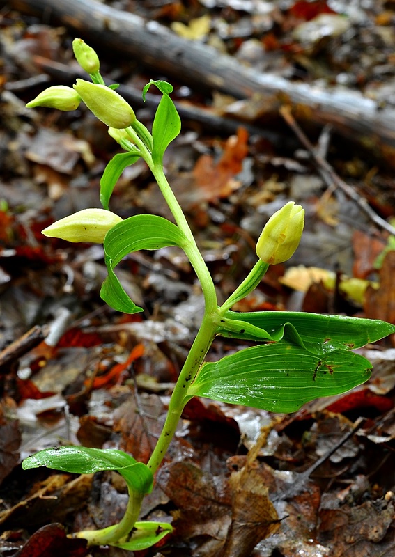 prilbovka biela Cephalanthera damasonium (Mill.) Druce