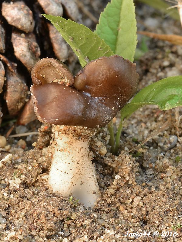 chriapač pieskomilný Helvella leucopus Pers.