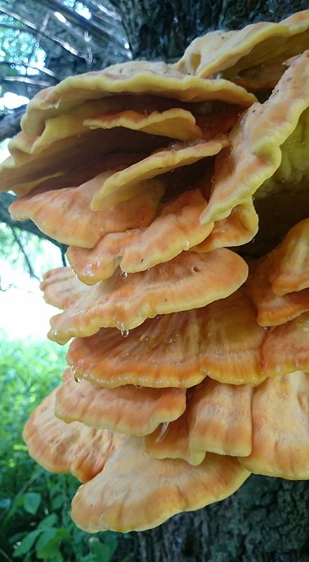 sírovec obyčajný Laetiporus sulphureus (Bull.) Murrill