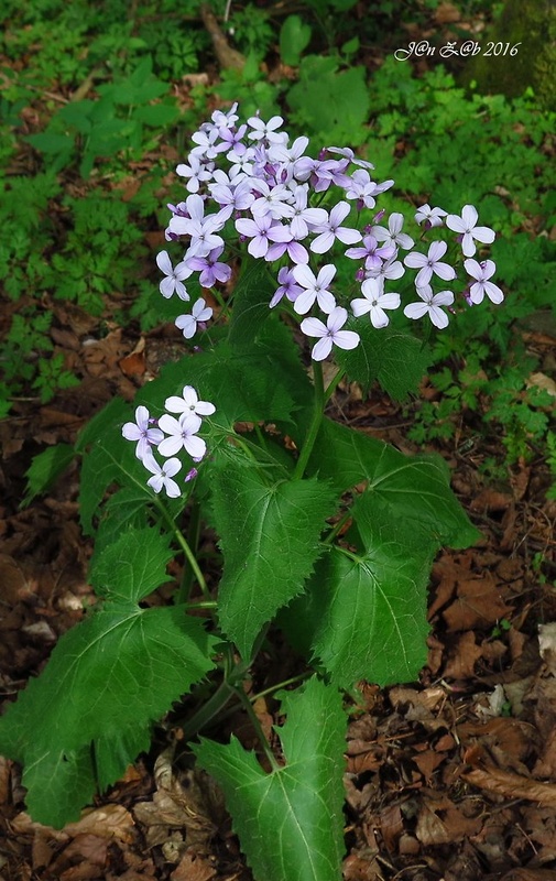 mesačnica trváca Lunaria rediviva L.