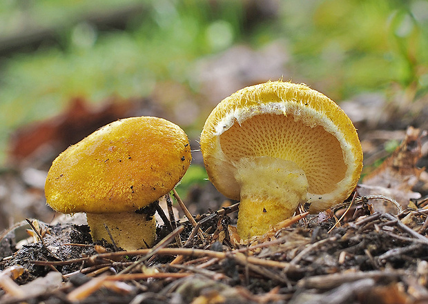 hríbovec dutohlúbikový Suillus cavipes (Opat.) A.H. Sm. & Thiers