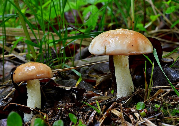 masliak zrnitý Suillus granulatus (L.) Roussel