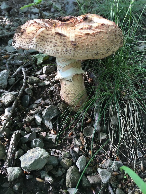 muchotrávka červenkastá Amanita rubescens Pers.