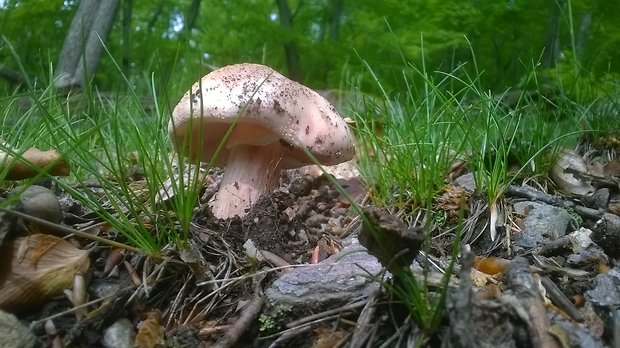 muchotrávka červenkastá Amanita rubescens Pers.