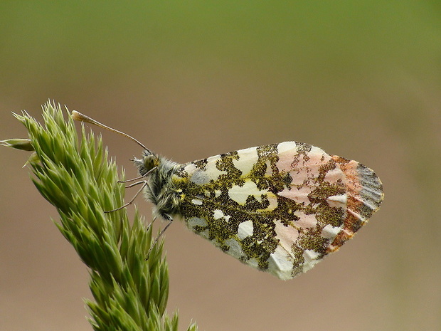 mlynárik žeruchový Anthocharis cardamines Linnaeus, 1758