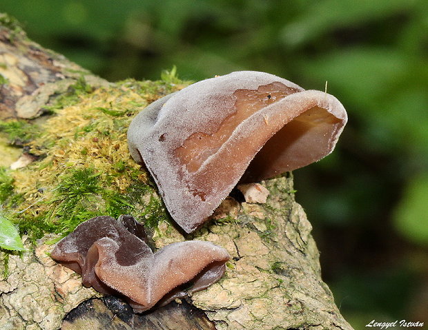 uchovec bazový Auricularia auricula-judae (Bull.) Quél.