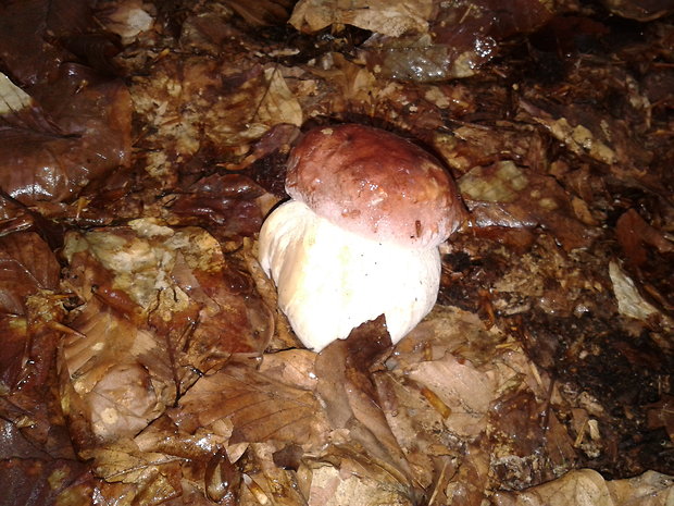 hríb sosnový Boletus pinophilus Pil. et Dermek in Pil.