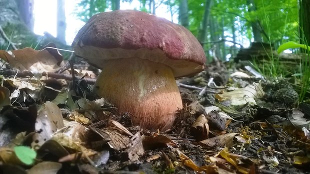 hríb sosnový Boletus pinophilus Pil. et Dermek in Pil.