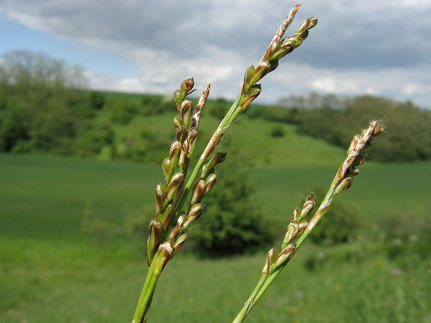 ostrica bledastá Carex pallens (Fristedt) Harmaja