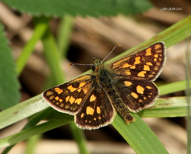 súmračník skorocelový  Carterocephalus palaemon