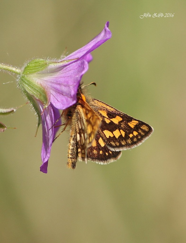 súmračník skorocelový Carterocephalus palaemon