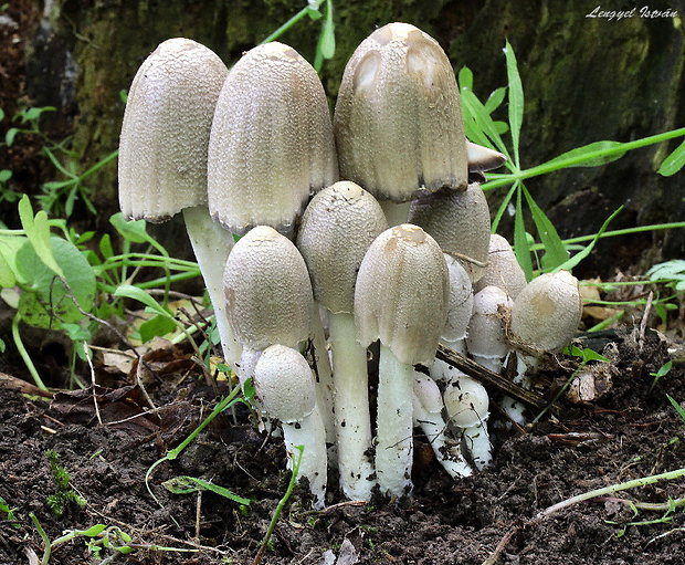 hnojník Coprinus sp.