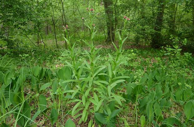 psojazyk uhorský Cynoglossum hungaricum Simonk.