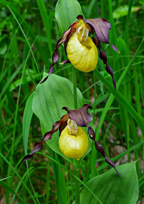 črievičník papučkový Cypripedium calceolus L.