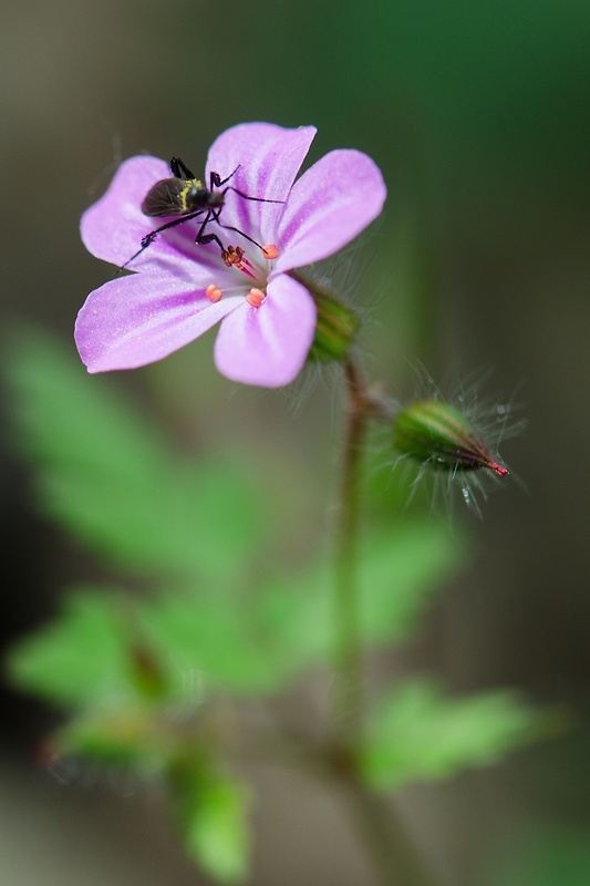 pakost smradľavý Geranium robertianum L.