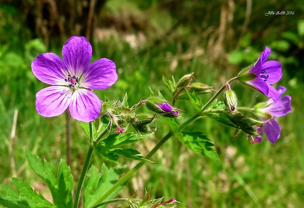 pakost lesný Geranium sylvaticum L.