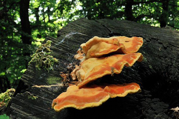 sírovec obyčajný Laetiporus sulphureus (Bull.) Murrill