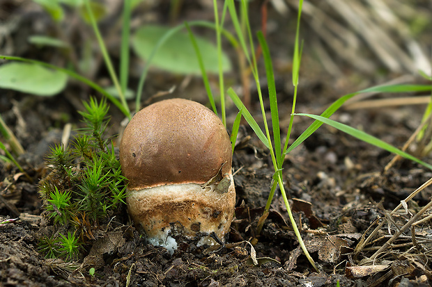 kozák dubový Leccinum aurantiacum (Bull.) Gray