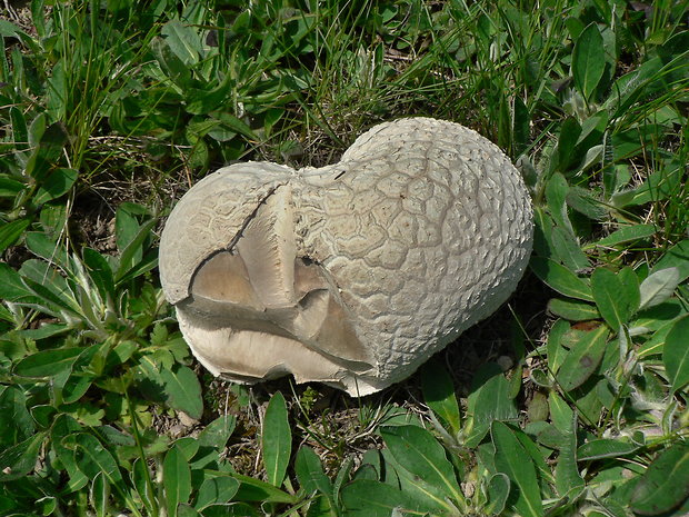 rozpadavec dlabaný Lycoperdon utriforme Bull.