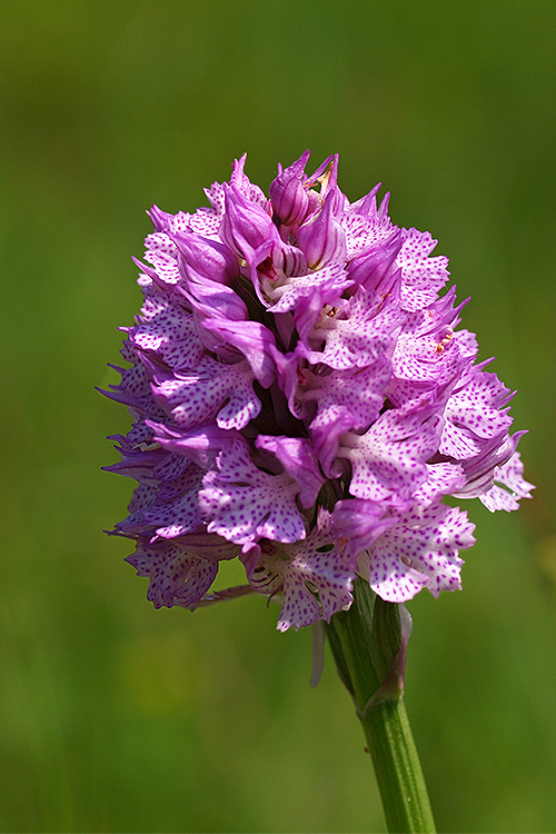 neotinea trojzubá Neotinea tridentata (Scop.) R. M. Bateman, Pridceon et M. W. Chase