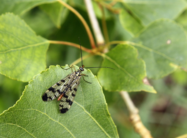 srpica obyčajná Panorpa vulgaris