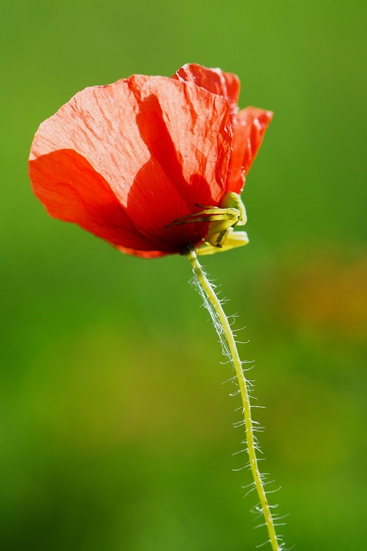 mak vlčí Papaver rhoeas L.