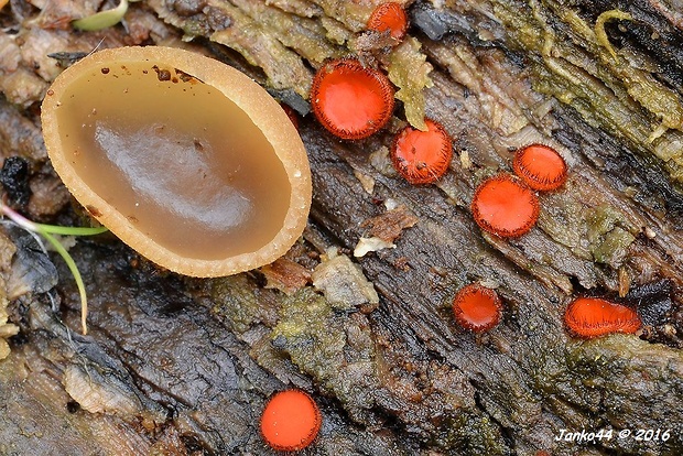 čiaška & štítovnička Peziza sp. & Scutelinia sp.