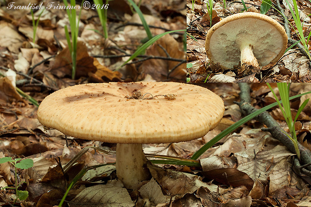 trúdnik hľuzovitý Polyporus tuberaster (Jacq. ex Pers.) Fr.