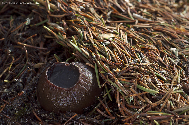 mäsovec guľatý Sarcosoma globosum (Schmidel) Casp.