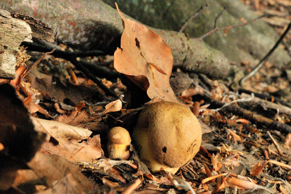 hríb zrnitohlúbikový Sutorius luridiformis (Rostk.) G. Wu & Zhu L. Yang