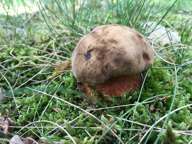 hríb zrnitohlúbikový Sutorius luridiformis (Rostk.) G. Wu & Zhu L. Yang