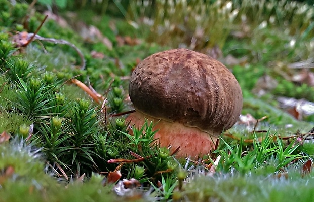 hríb zrnitohlúbikový Sutorius luridiformis (Rostk.) G. Wu & Zhu L. Yang