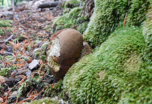 hríb zrnitohlúbikový Sutorius luridiformis (Rostk.) G. Wu & Zhu L. Yang