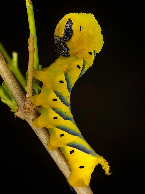 lišaj smrtkový - húsenica   Acherontia atropos