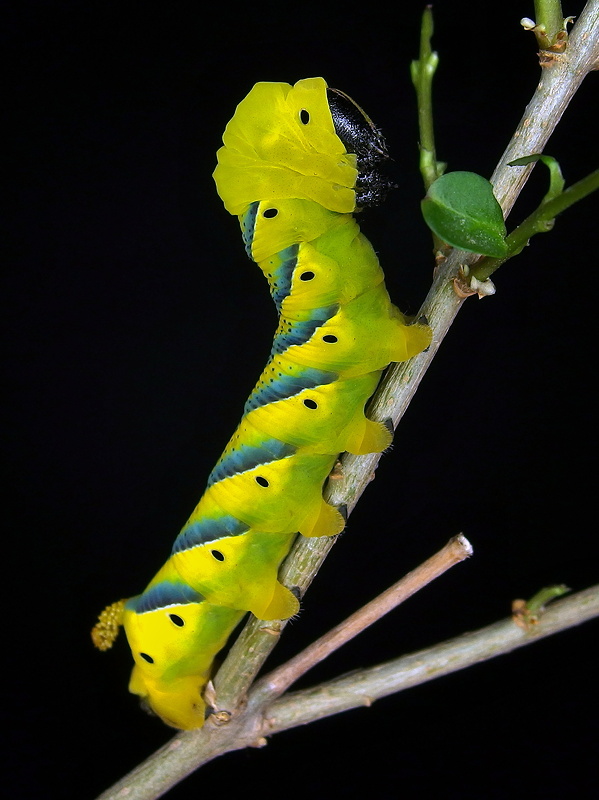 lišaj smrtkový - húsenica  Acherontia atropos