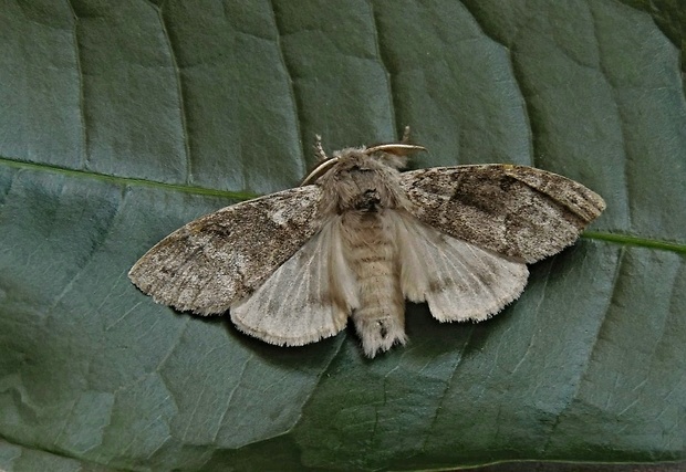 štetinavec orechový  /  štětconoš ořechový Calliteara pudibunda Linnaeus, 1758