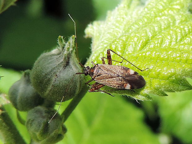 bzdôška chmeľová / klopuška chmelová Closterotomus fulvomaculatus De Geer, 1773