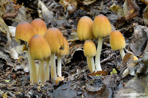 hnojník ligotavý Coprinellus micaceus (Bull.) Vilgalys, Hopple & Jacq. Johnson