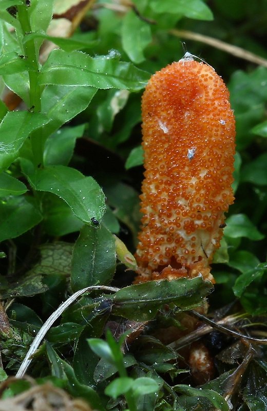 žezlovka hmyzová Cordyceps militaris (Fr.) Link