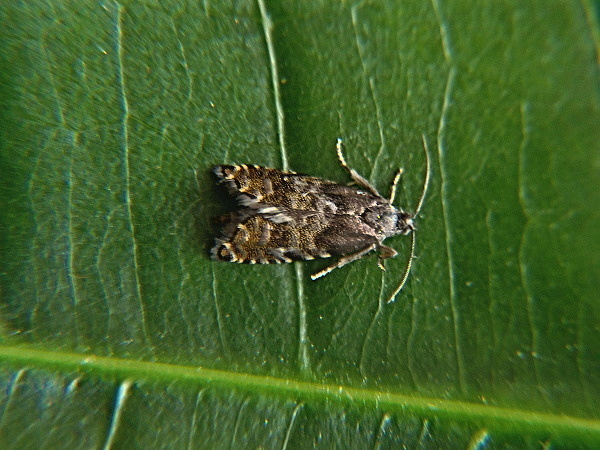 plodokaz šiškový   /   obaleč šiškový Cydia strobilella Linnaeus, 1758