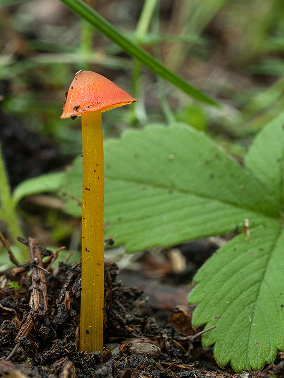 lúčnica kužeľovitá Hygrocybe conica (Schaeff.) P. Kumm.