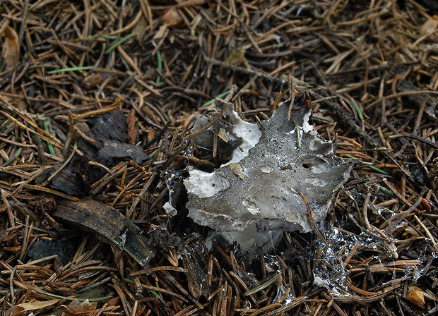 šťavnačka marcová Hygrophorus marzuolus (Fr.) Bres.