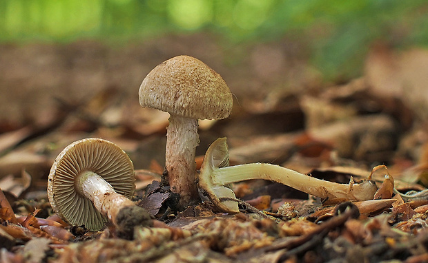 vláknica Inocybe sp.