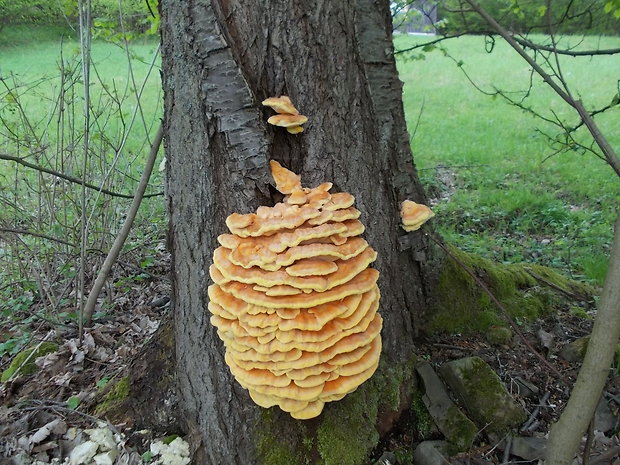 sírovec obyčajný Laetiporus sulphureus (Bull.) Murrill