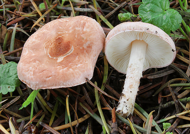 bedlička Lepiota sp.