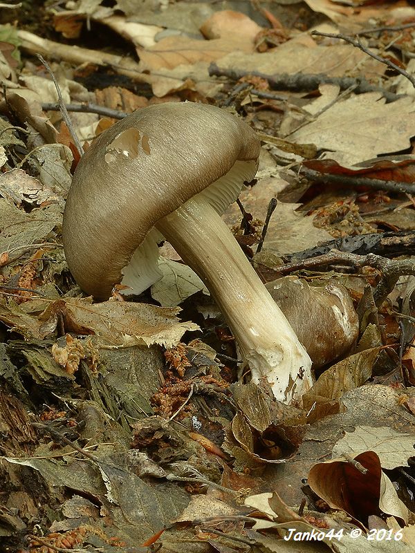 povraznica širokolupeňová Megacollybia platyphylla (Pers.) Kotl. & Pouzar