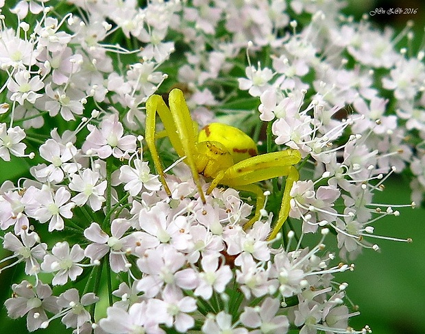 kvetárik dvojtvarý  Misumena vatia