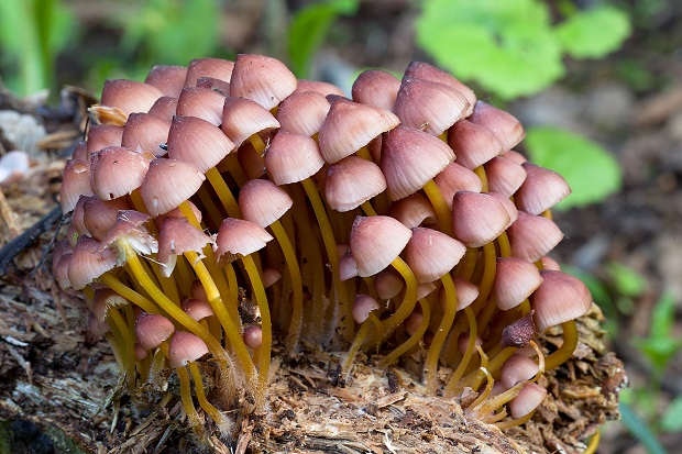 prilbička žltohlúbiková Mycena renati Quél.