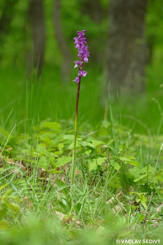 vstavač mužský poznačený Orchis mascula subsp. signifera (Vest) Soó