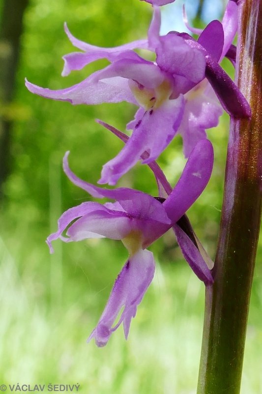 vstavač mužský poznačený Orchis mascula subsp. signifera (Vest) Soó